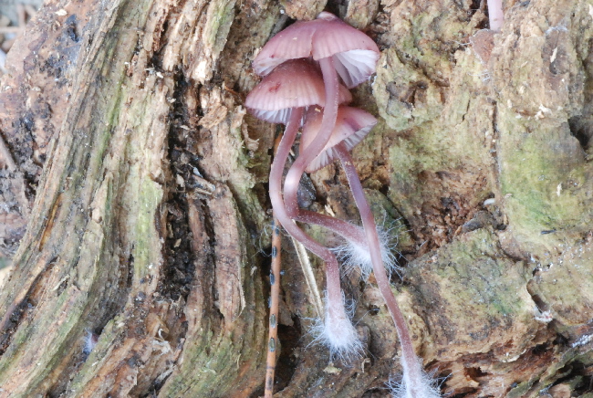 Mycena ? (cfr. M. haematopus)